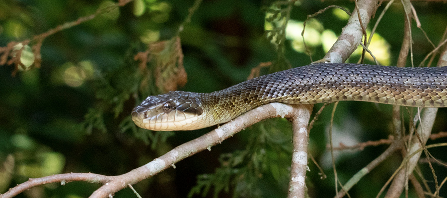 Picture of Japanese Rat Snake