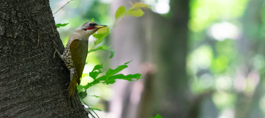 Picture of Japanese Green Woodpecker