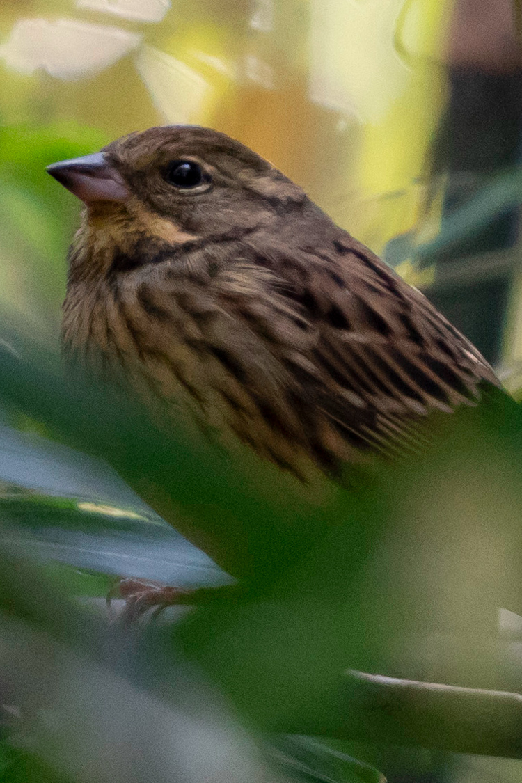 アオジの特徴 分布 生態 写真をご紹介します 目に見えるいきもの図鑑