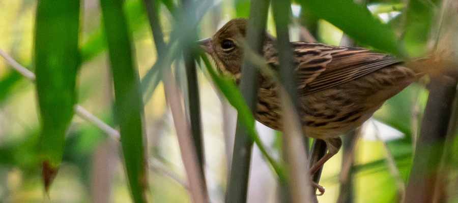 Picture of Black-faced Bunting