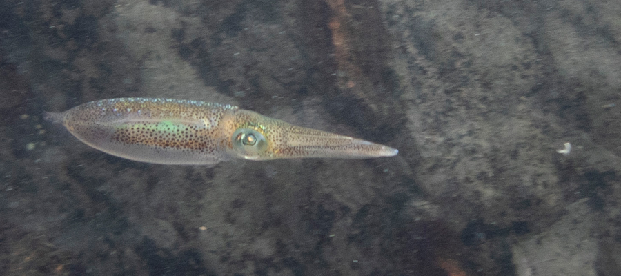 Picture of Bigfin Reef Squid