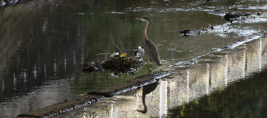 Picture of Grey Heron