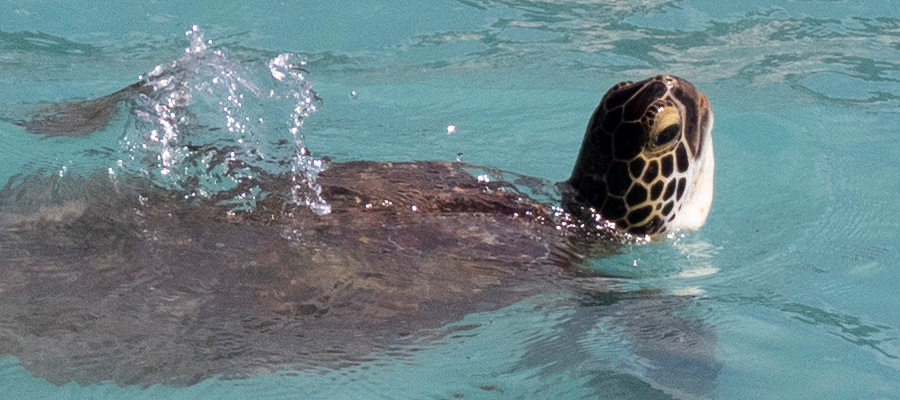 Picture of Green Sea turtle