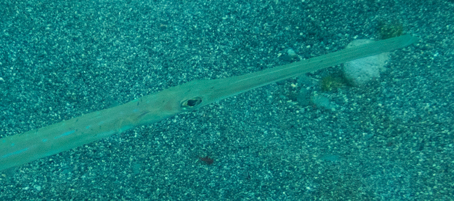 Picture of Bluespotted cornetfish
