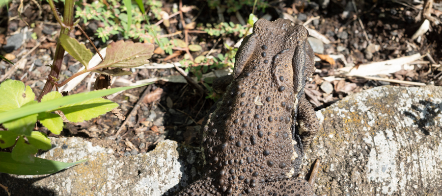 アズマヒキガエルの写真