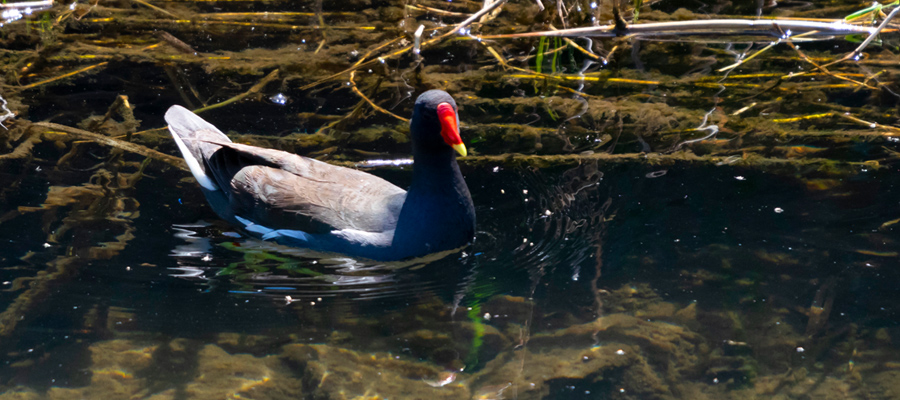 Picture of Common Moorhen