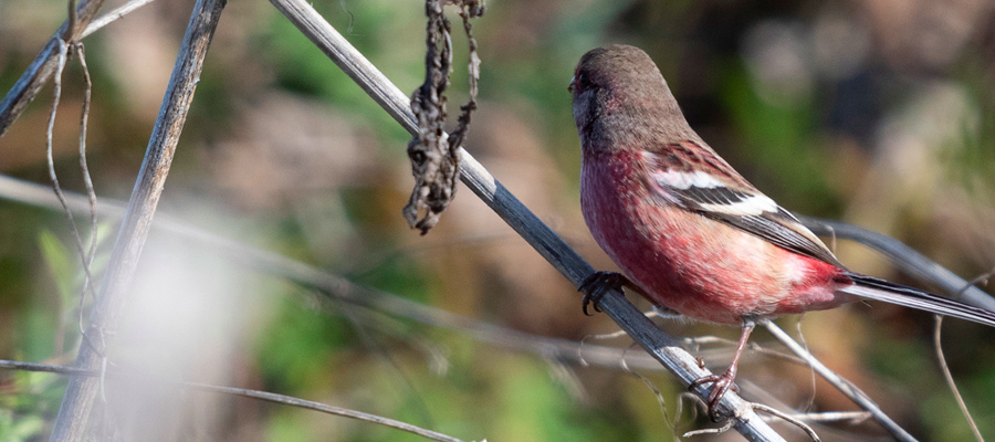 Picture of Long-tailed Rosefinch