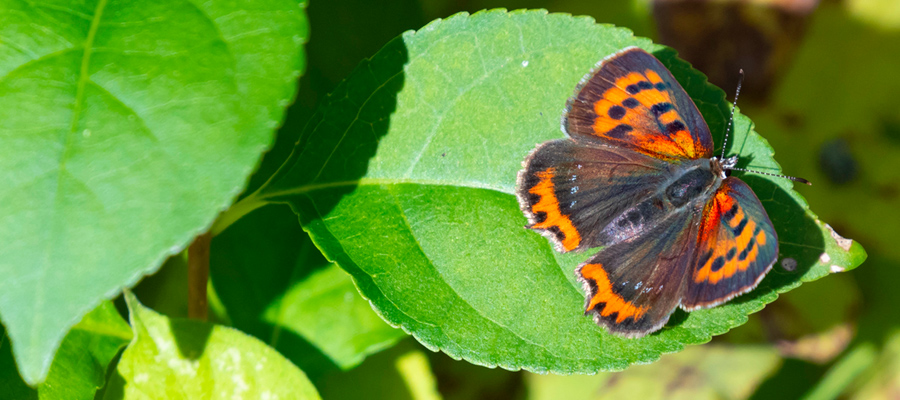 Picture of Small Copper