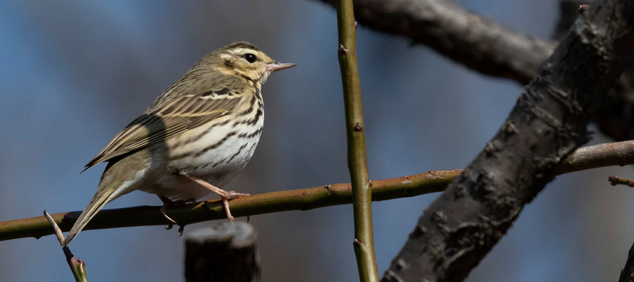 Picture of Olive-backed Pipit