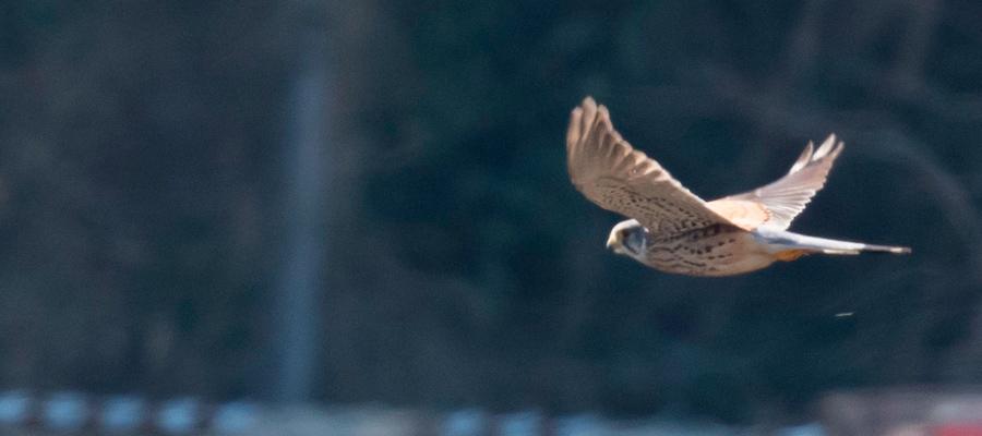 Picture of Common Kestrel