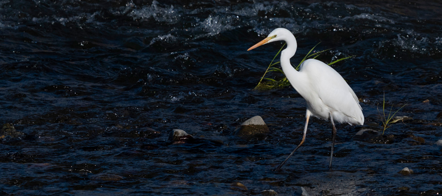 Picture of Great Egret
