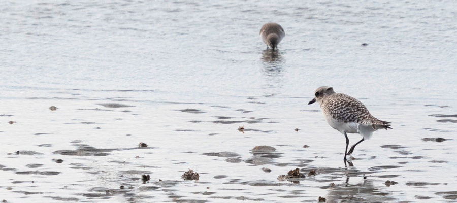 Picture of Grey Plover