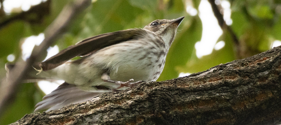 Picture of Grey-streaked Flycatcher