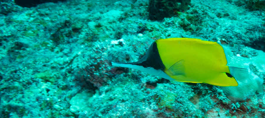 Picture of Yellow longnose butterflyfish