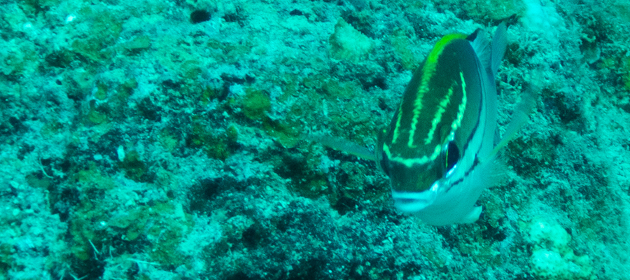 Picture of Two-lined monocle bream