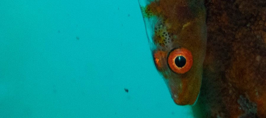 Picture of Whip coral goby