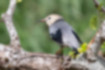 Red-billed Starling