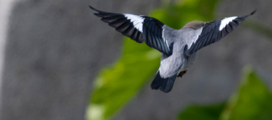 Picture of Red-billed Starling