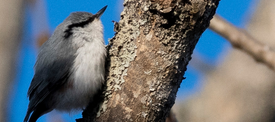 Picture of Eurasian nuthatch