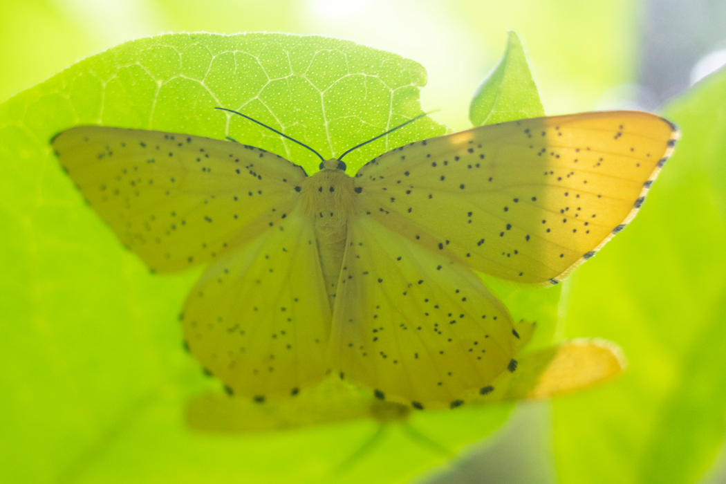 ゴマフキエダシャクの特徴 分布 生態 写真をご紹介します 目に見えるいきもの図鑑