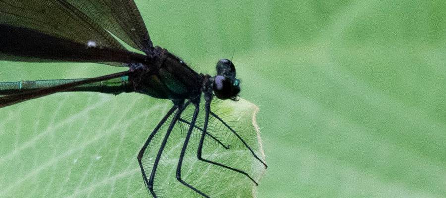 Picture of Calopteryx atrata