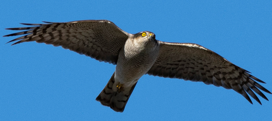 Picture of Eurasian Sparrowhawk