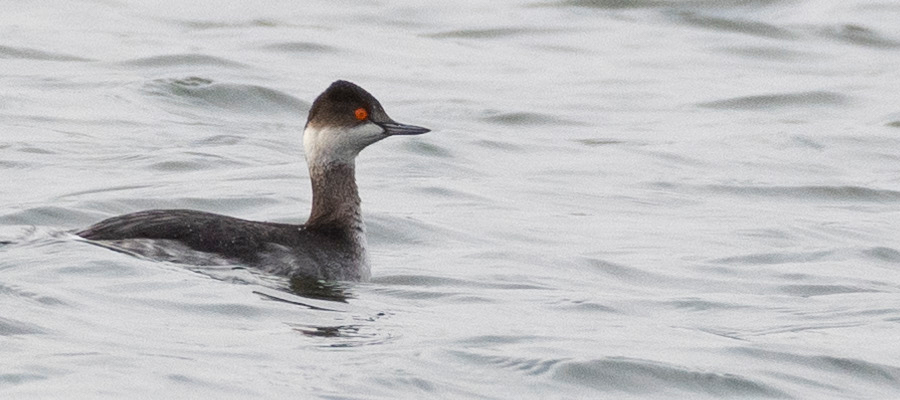 Picture of Black-necked Grebe
