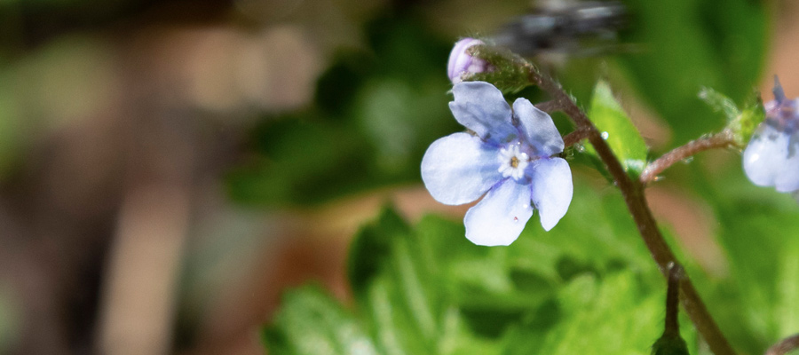 Picture of Bothriospermum zeylanicum