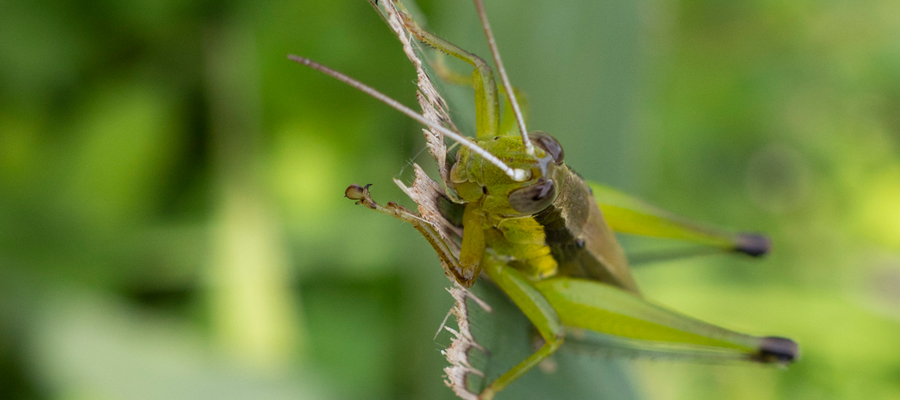Picture of Japanese grasshopper