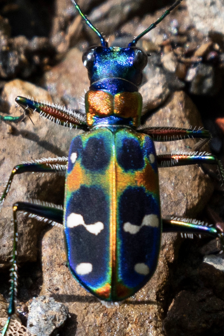 ハンミョウの特徴 分布 生態 写真をご紹介します 目に見えるいきもの図鑑