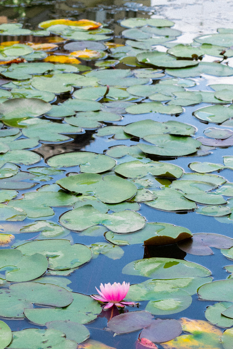 Pictures of Lotus.