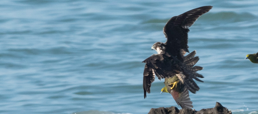 Picture of Peregrine Falcon