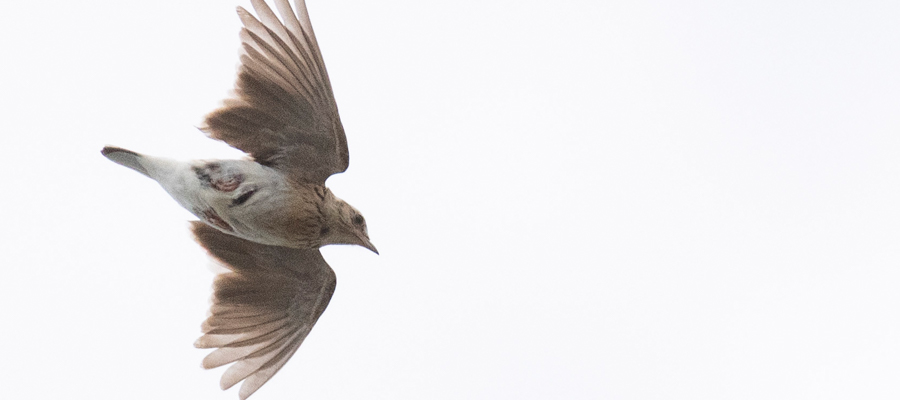 Picture of Eurasian skylark