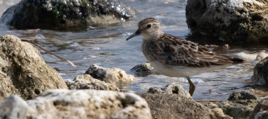 Picture of Long-toed Stint