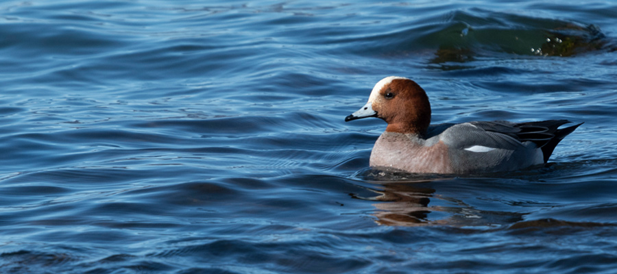 Picture of Eurasian Wigeon
