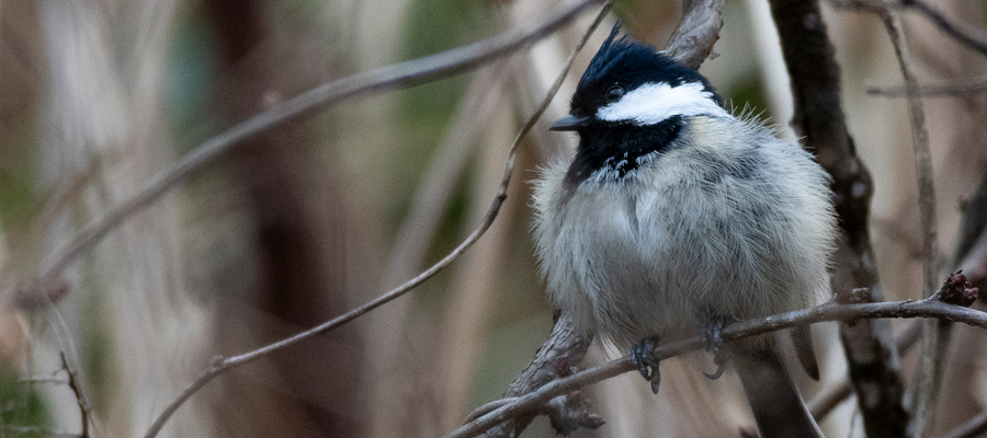 Picture of Coal tit