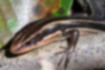 Far Eastern Skink