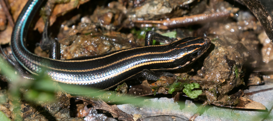 Picture of Far Eastern Skink