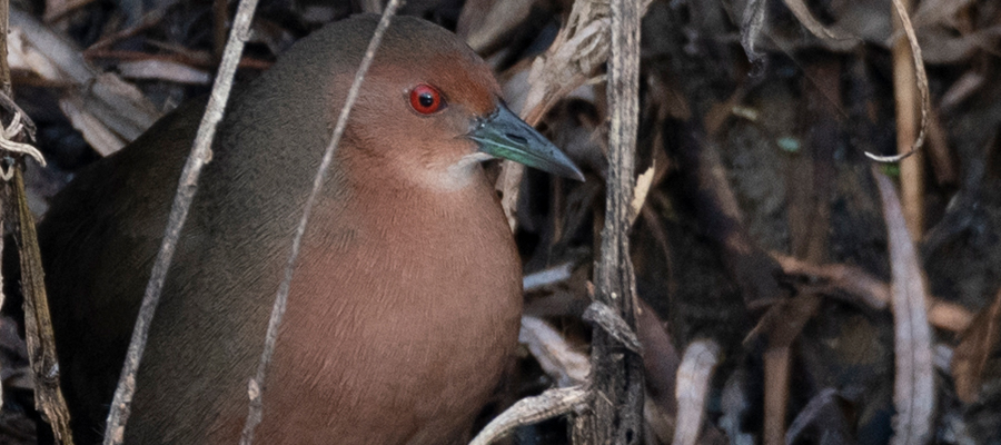 Picture of Ruddy crake