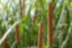 Southern Cattail