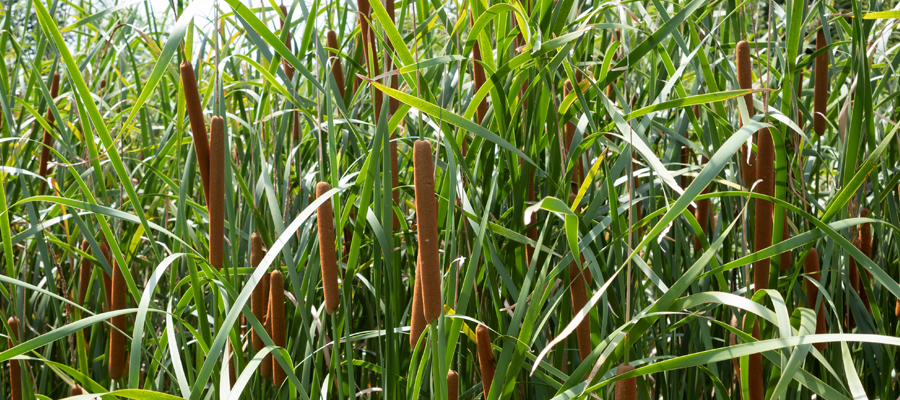 Picture of Southern Cattail