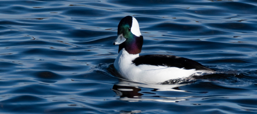Picture of Bufflehead