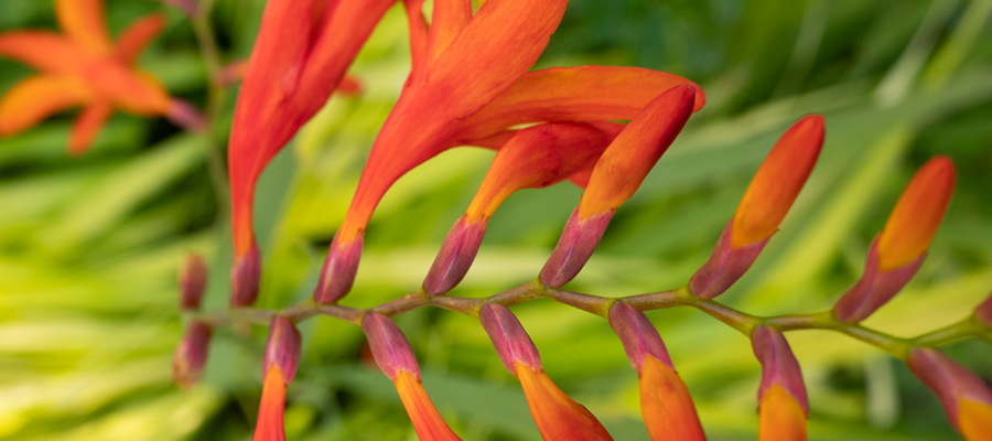 Picture of crocosmia