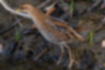 Baillon's crake