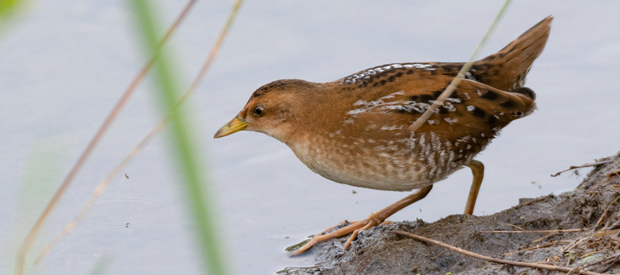 Picture of Baillon's crake