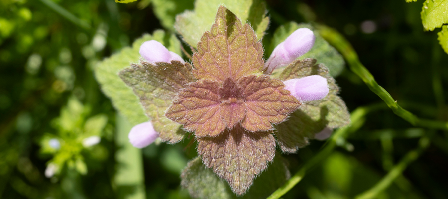 Picture of Red Deadnettle