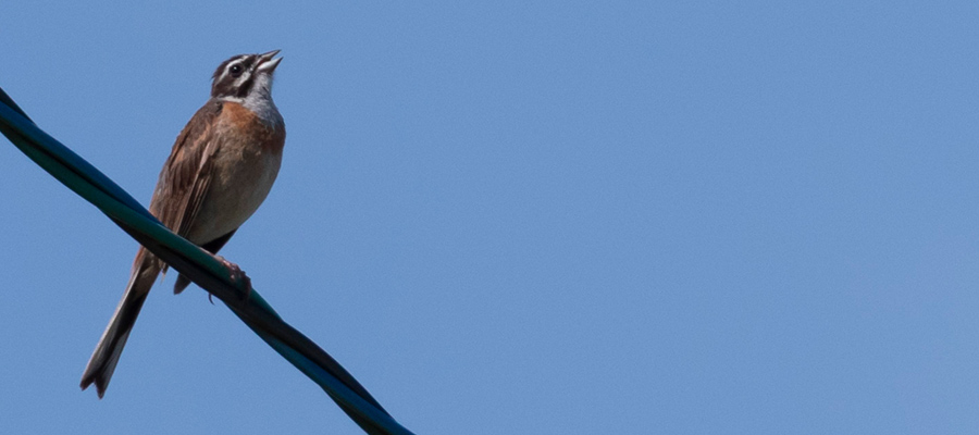 Picture of Meadow Bunting