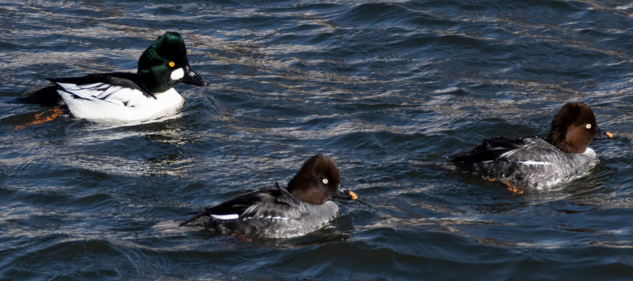 Picture of Common Goldeneye