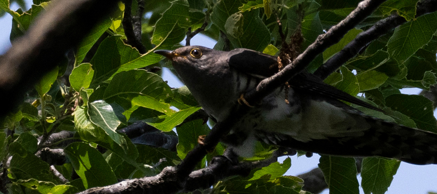 Picture of Lesser Cuckoo