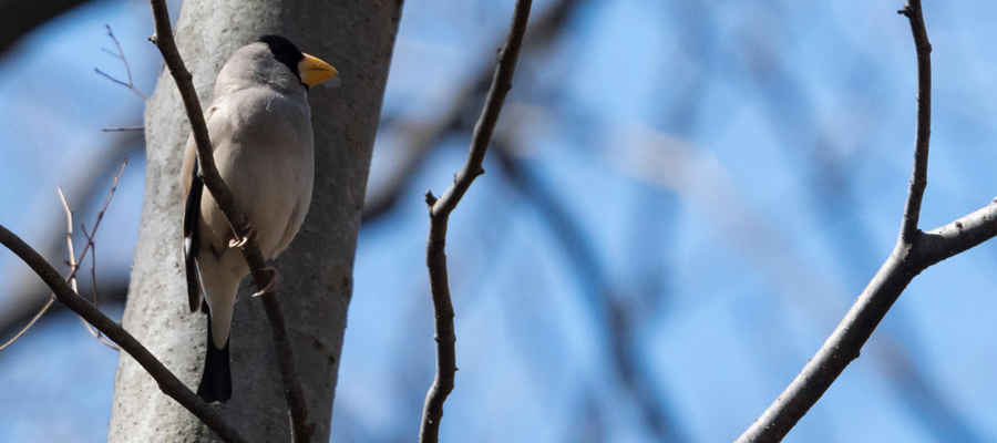 Picture of Japanese Grosbeak